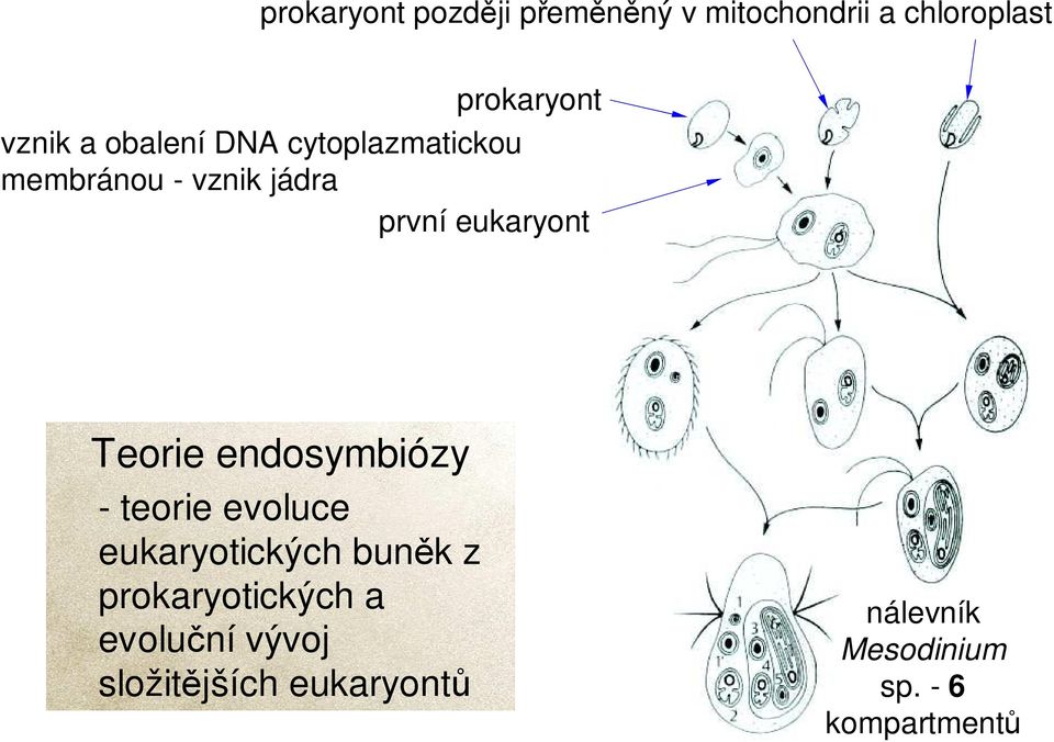 Teorie endosymbiózy - teorie evoluce eukaryotických buněk z prokaryotických