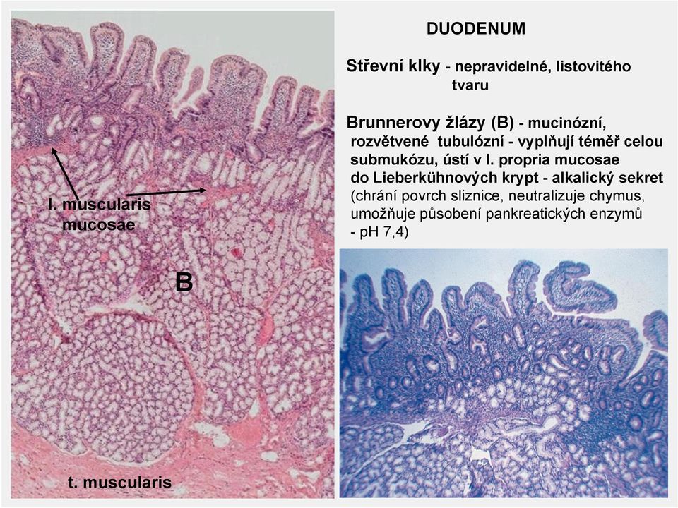téměř celou submukózu, ústí v l.