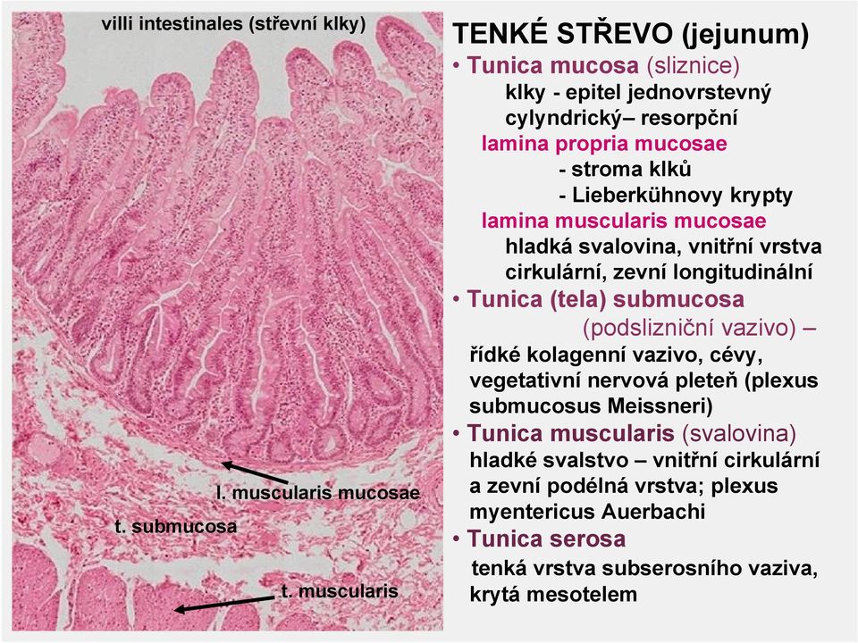 krypty lamina muscularis mucosae hladká svalovina, vnitřní vrstva cirkulární, zevní longitudinální Tunica (tela) submucosa (podslizniční vazivo) řídké kolagenní