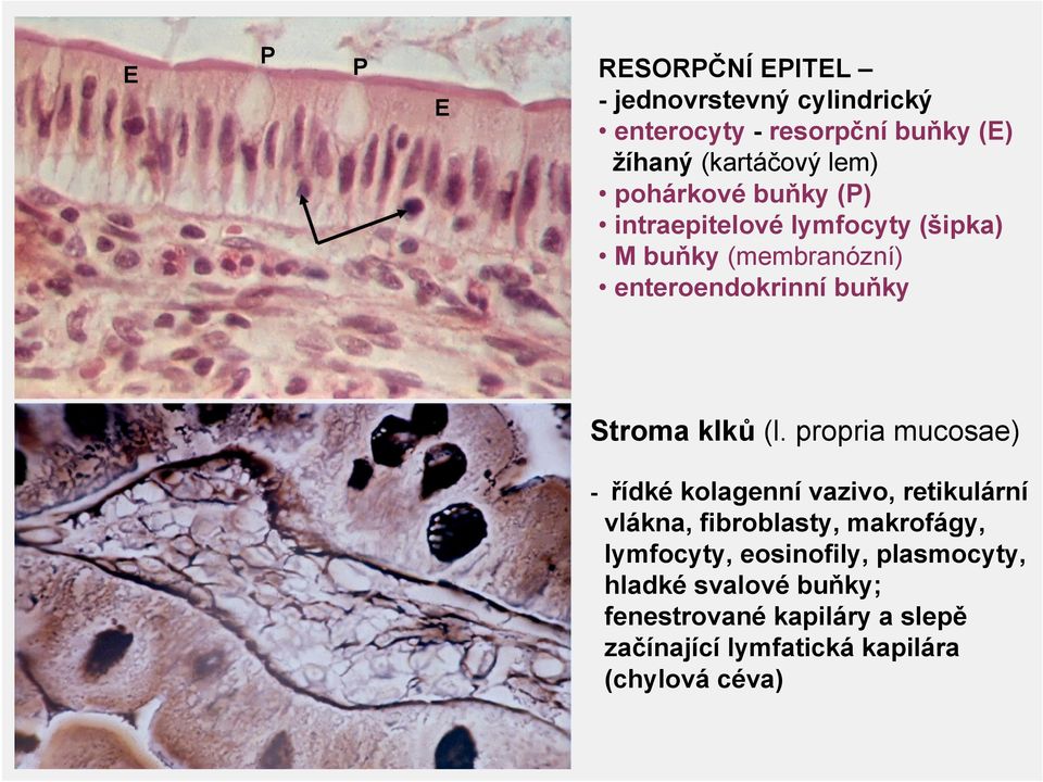 (l. propria mucosae) - řídké kolagenní vazivo, retikulární vlákna, fibroblasty, makrofágy, lymfocyty,