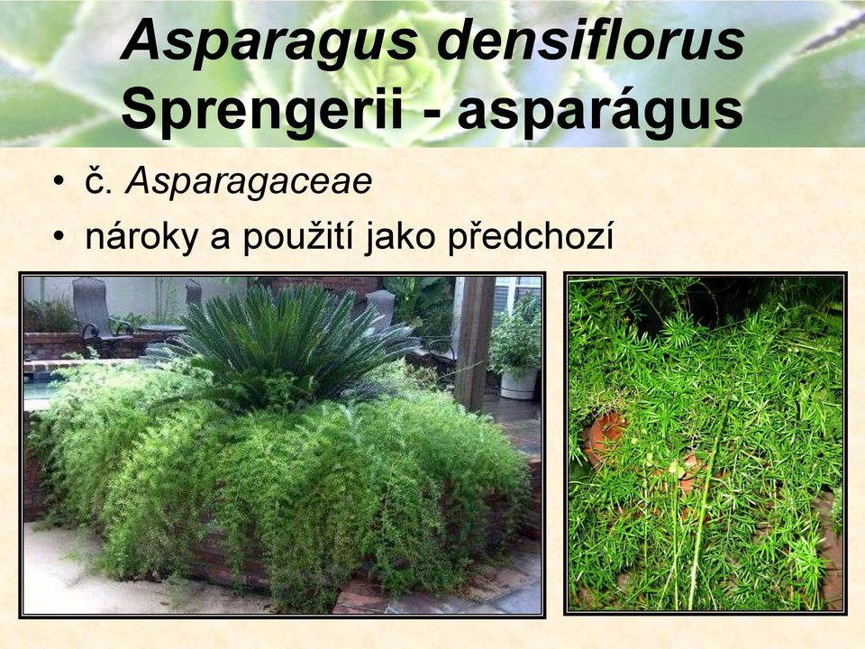 č. Asparagaceae nároky
