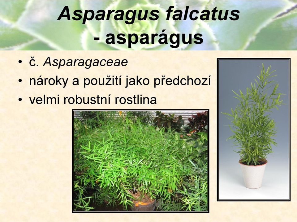 Asparagaceae nároky a