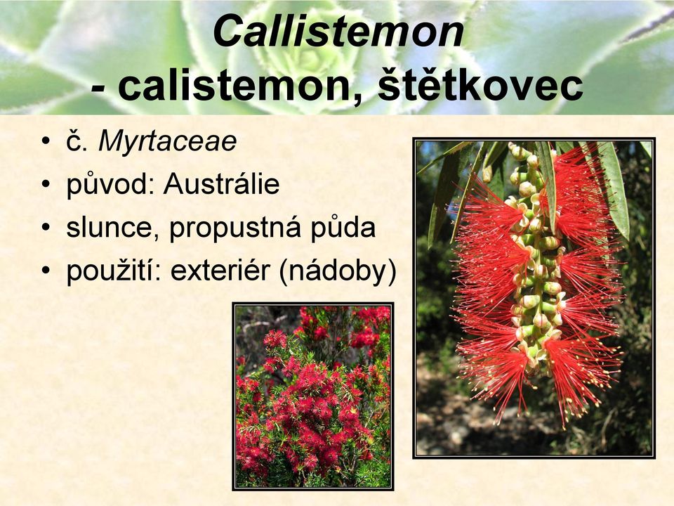 Myrtaceae původ: Austrálie
