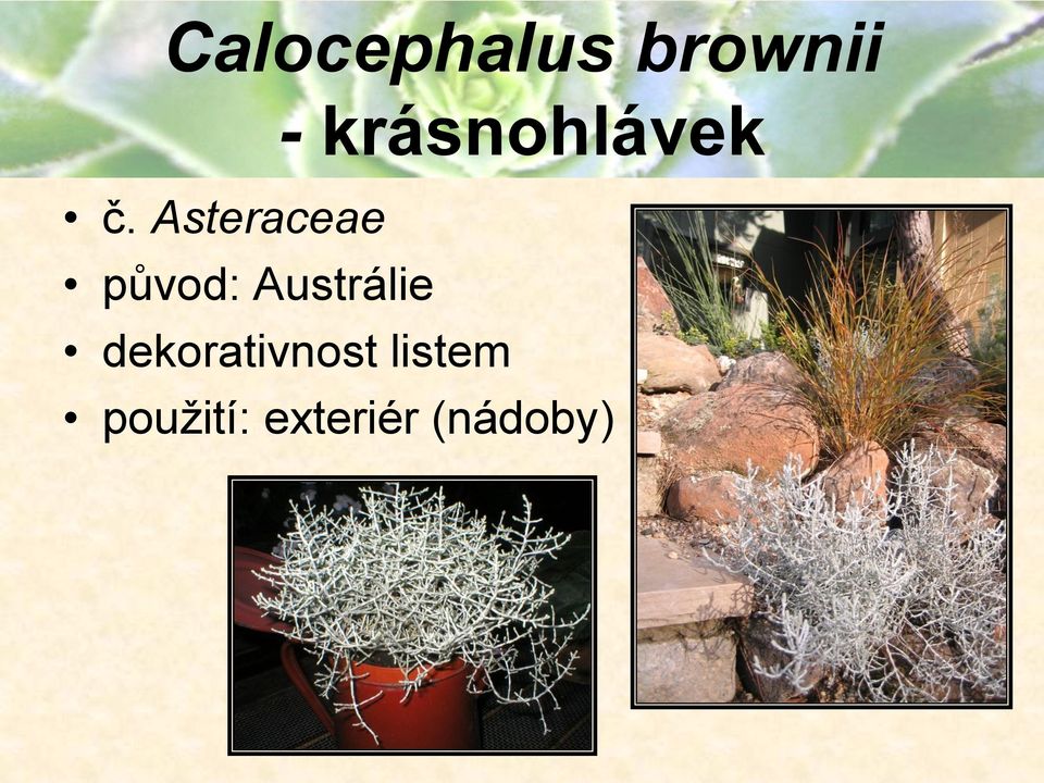 Asteraceae původ: Austrálie