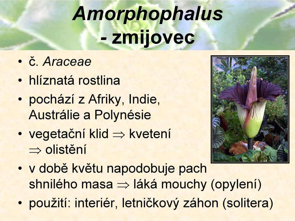 klid kvetení olistění v době květu napodobuje pach shnilého