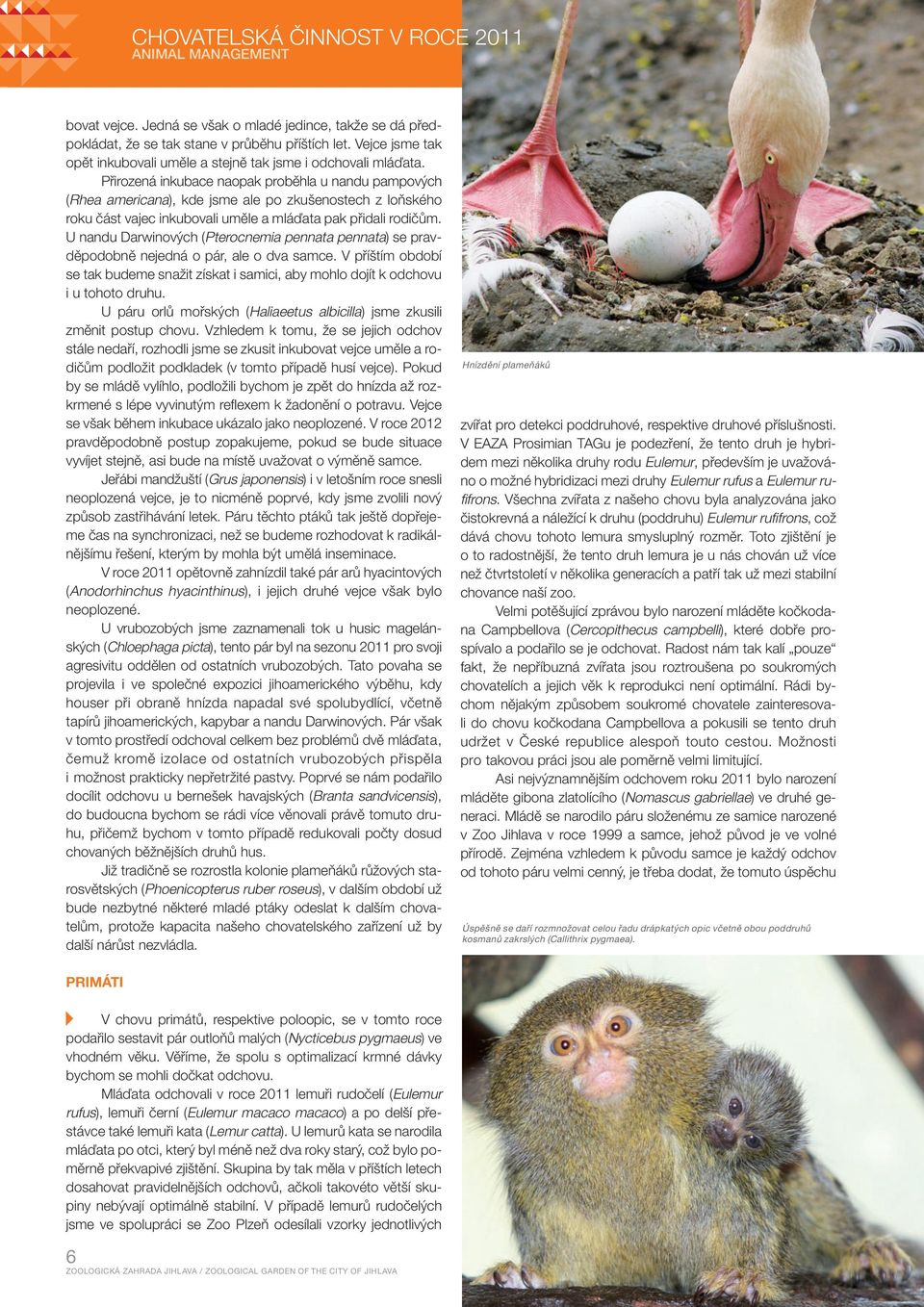 Přirozená inkubace naopak proběhla u nandu pampových (Rhea americana), kde jsme ale po zkušenostech z loňského roku část vajec inkubovali uměle a mláďata pak přidali rodičům.