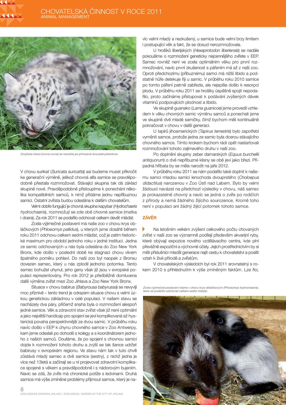 Pravděpodobně přistoupíme k ponechání několika kompatibilních samců, k nimž přidáme jednu nepříbuznou samici. Ostatní zvířata budou odeslána k dalším chovatelům.
