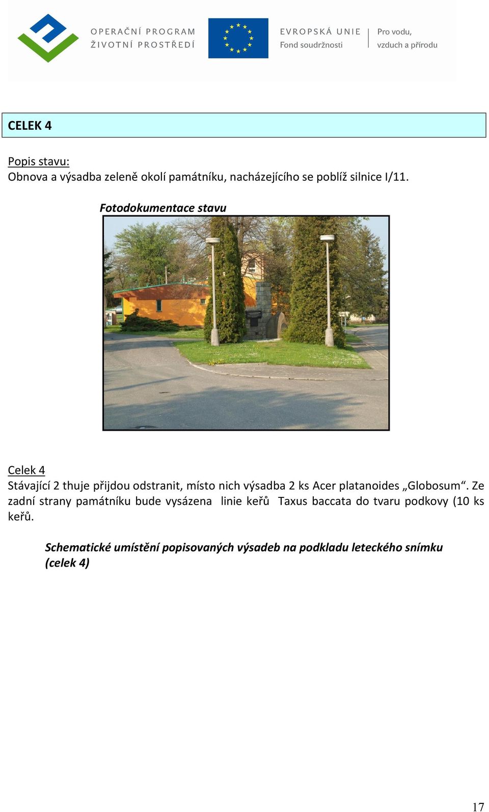 platanoides Globosum.