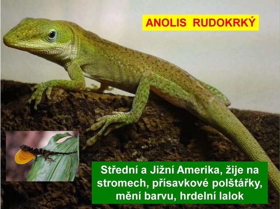 stromech, přísavkové