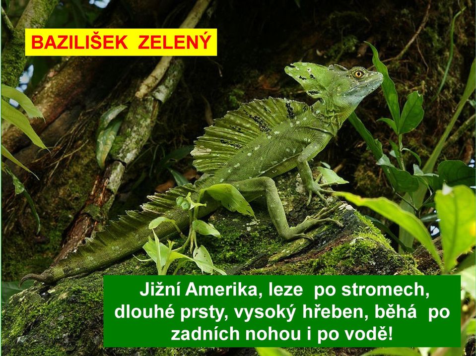 dlouhé prsty, vysoký