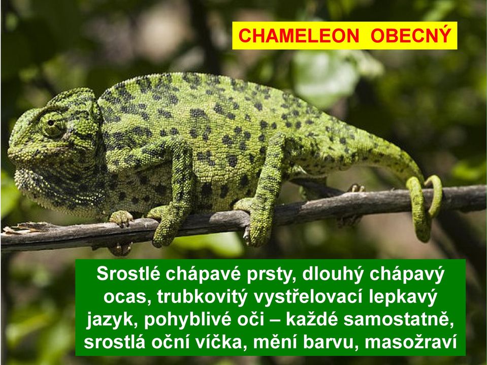 vystřelovací lepkavý jazyk, pohyblivé oči