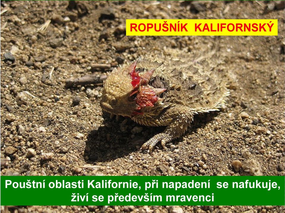 Kalifornie, při napadení