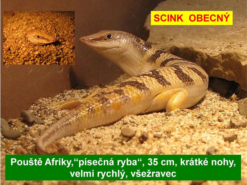 35 cm, krátké nohy,
