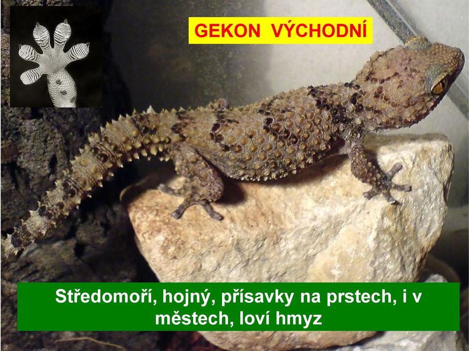 přísavky na