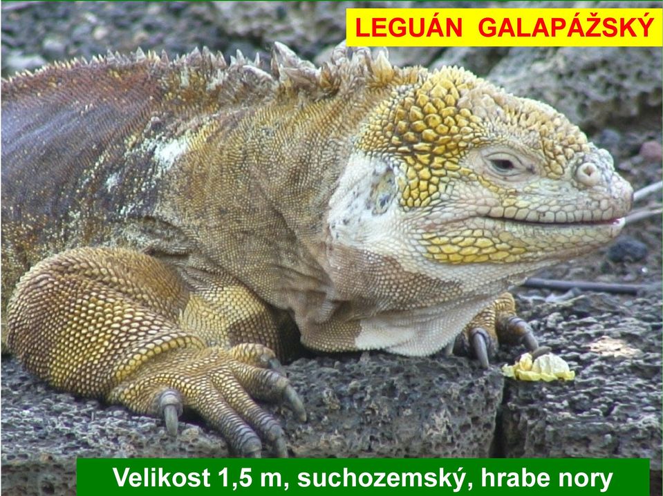 Velikost 1,5