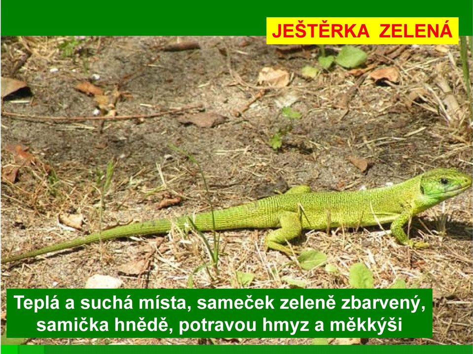 zeleně zbarvený, samička