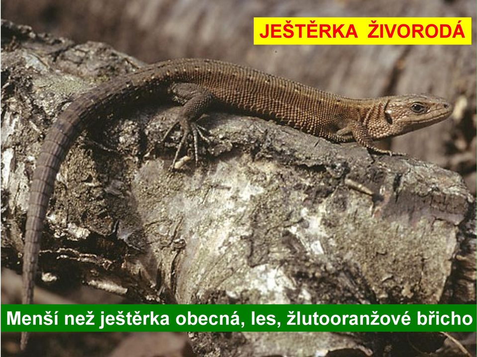 ještěrka obecná,