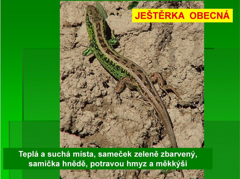 zeleně zbarvený, samička