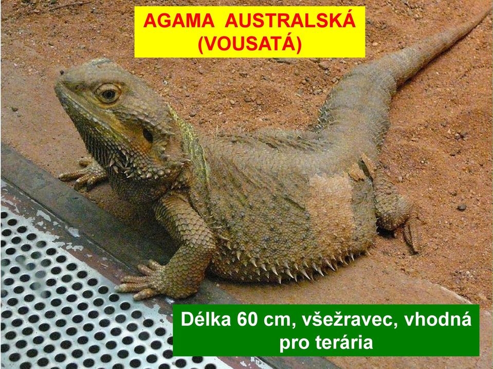 60 cm, všežravec,