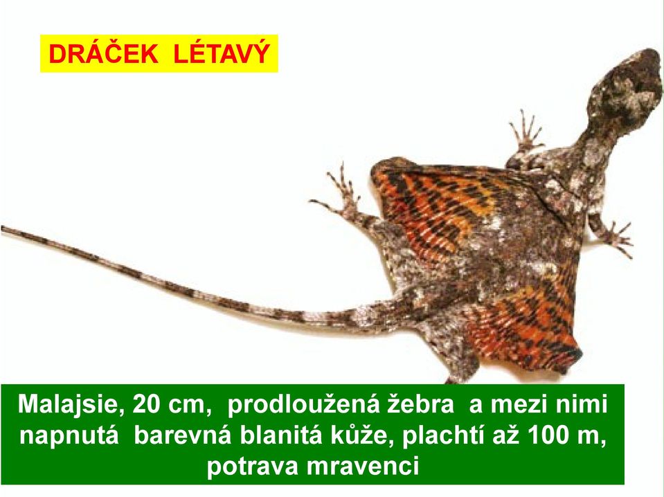 napnutá barevná blanitá kůže,