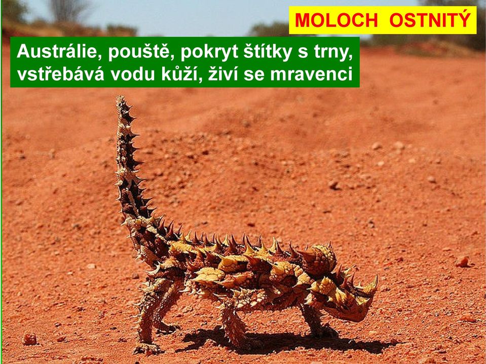 pokryt štítky s trny,