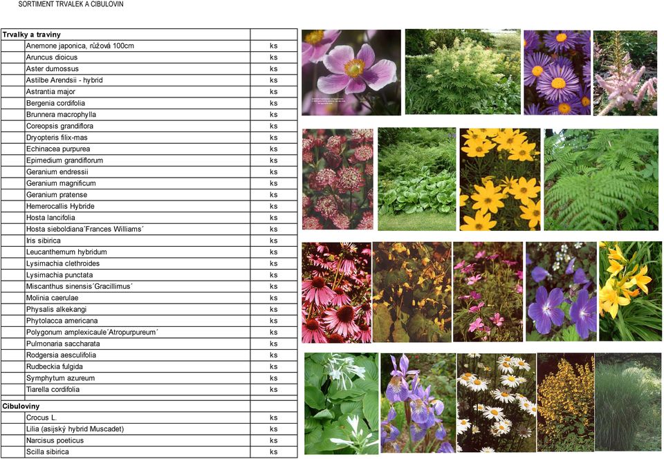 Frances Williams Iris sibirica Leucanthemum hybridum Lysimachia clethroides Lysimachia punctata Miscanthus sinensis Gracillimus Molinia caerulae Physalis alkekangi Phytolacca americana Polygonum