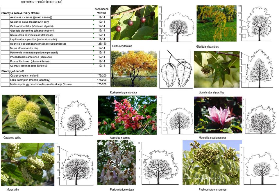 125/150 Morus alba (moruše bílá) 12/14 Paulownia tomentosa (pavlovnie plstnaná) 12/14 Phellodendron amurense (korkovník) 12/14 Prunus Umineko (okrasná třešeň) 12/14 Quercus coccinea (dub šarlatový)