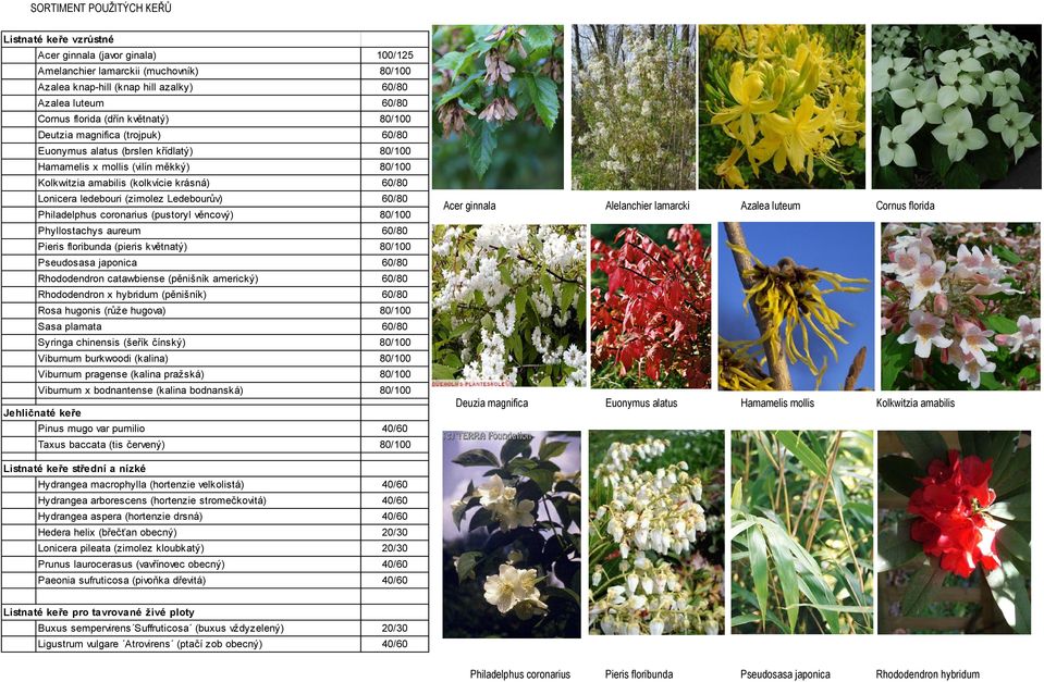 ledebouri (zimolez Ledebourův) 60/80 Philadelphus coronarius (pustoryl věncový) 80/100 Phyllostachys aureum 60/80 Pieris floribunda (pieris květnatý) 80/100 Pseudosasa japonica 60/80 Rhododendron
