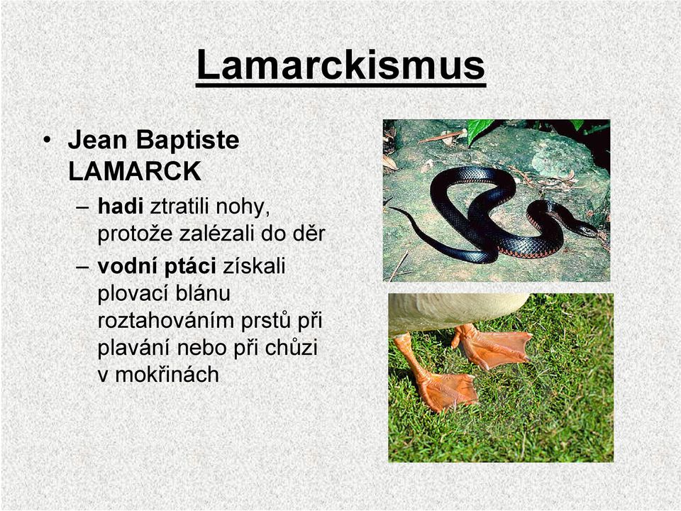 vodní ptáci získali plovací blánu
