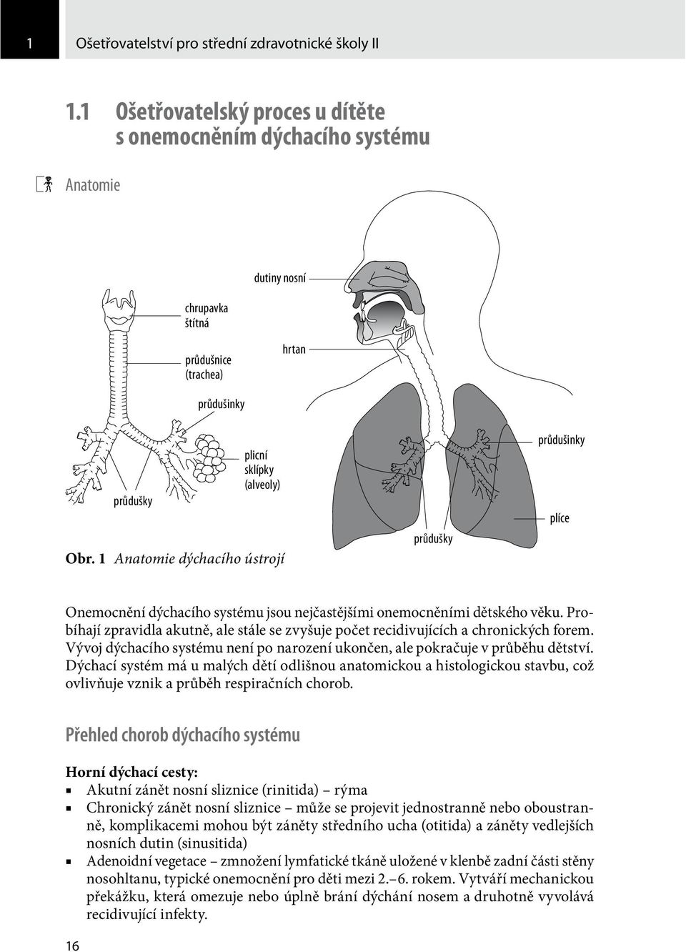 1 Anatomie dýchacího ústrojí průdušky průdušinky plíce Onemocnění dýchacího systému jsou nejčastějšími onemocněními dětského věku.