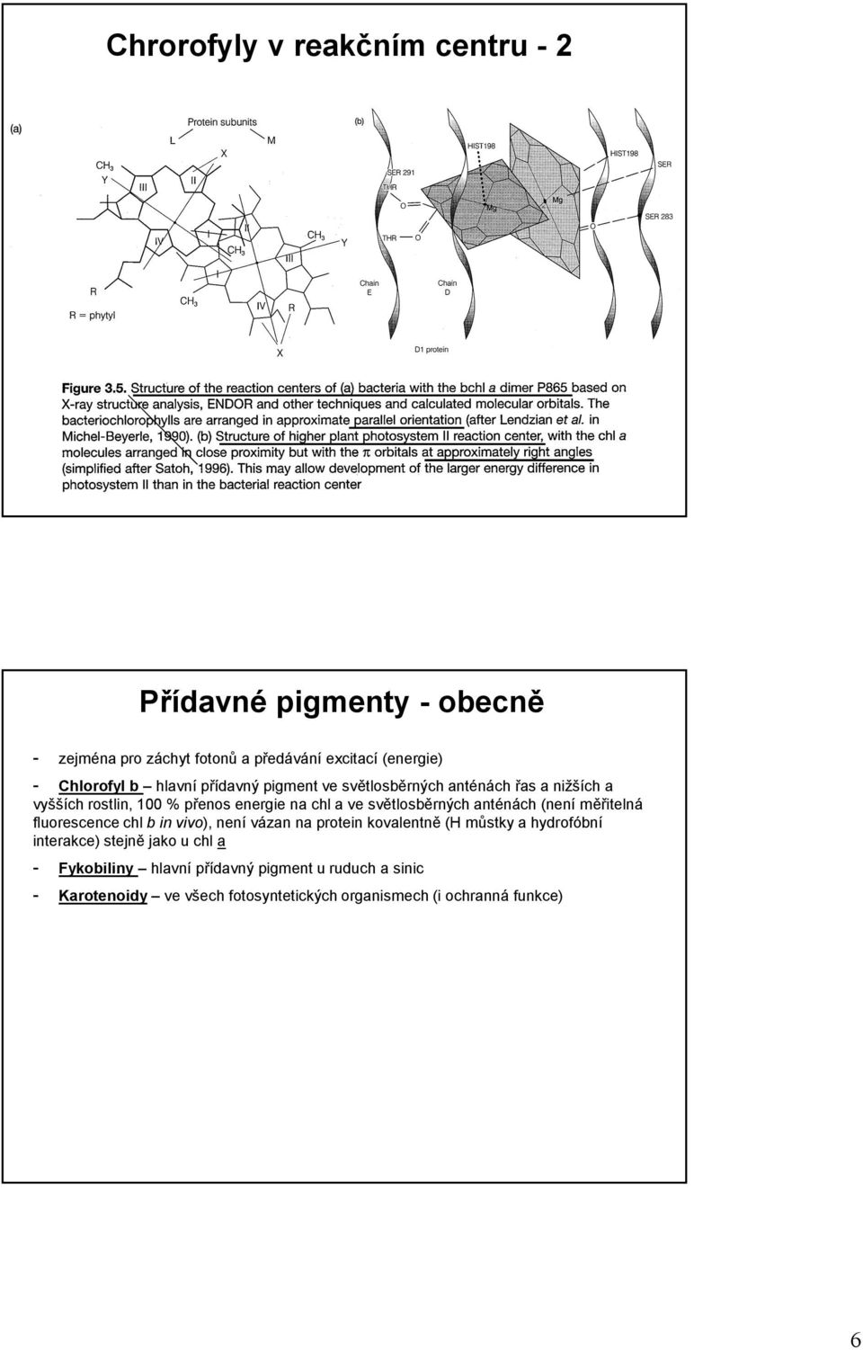 anténách (není měřitelná fluorescence chl b in vivo), není vázan na protein kovalentně (H můstky a hydrofóbní interakce) stejně jako