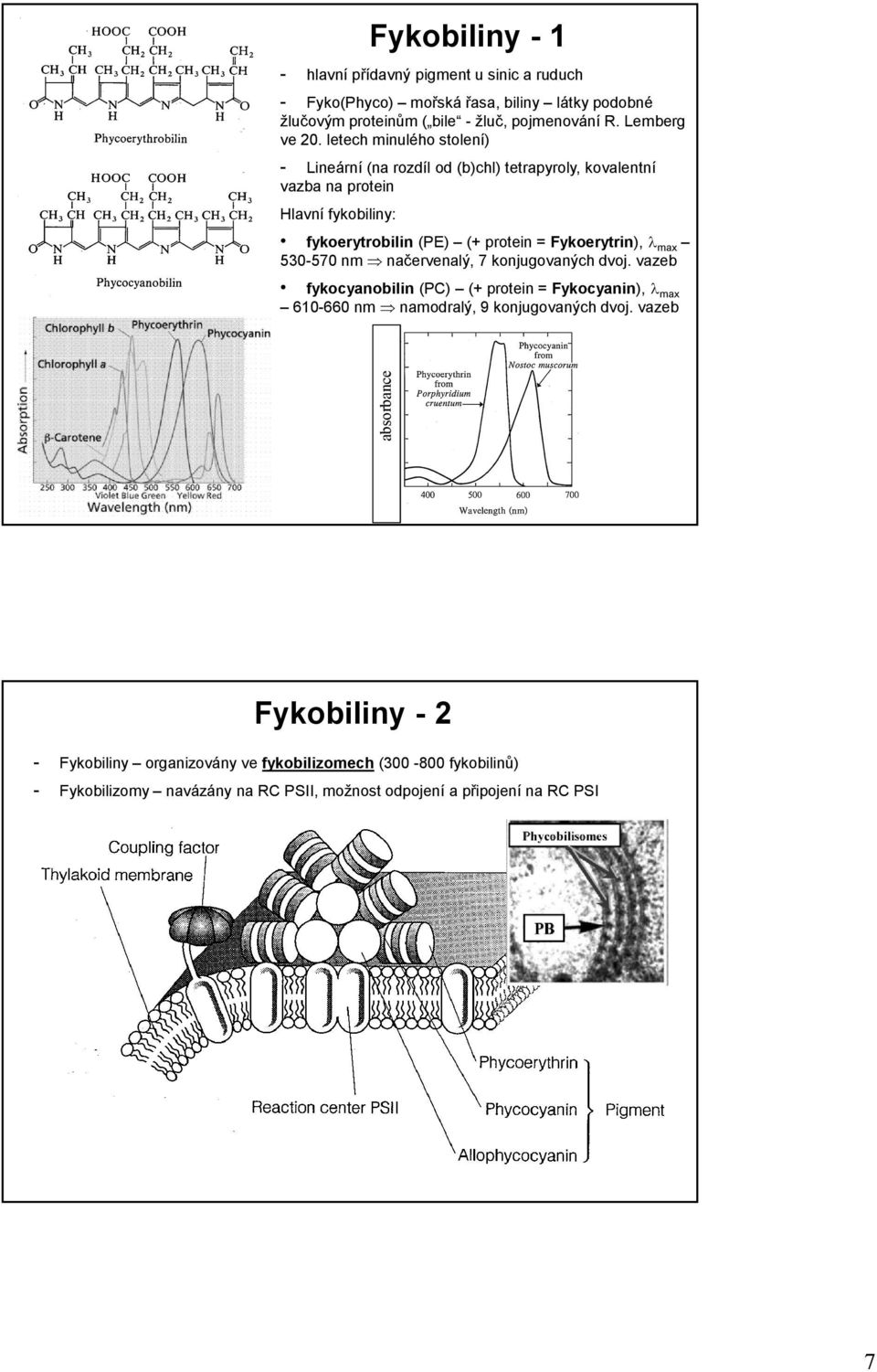 letech minulého stolení) - Lineární (na rozdíl od (b)chl) tetrapyroly, kovalentní vazba na protein Hlavní fykobiliny: fykoerytrobilin (PE) (+ protein =