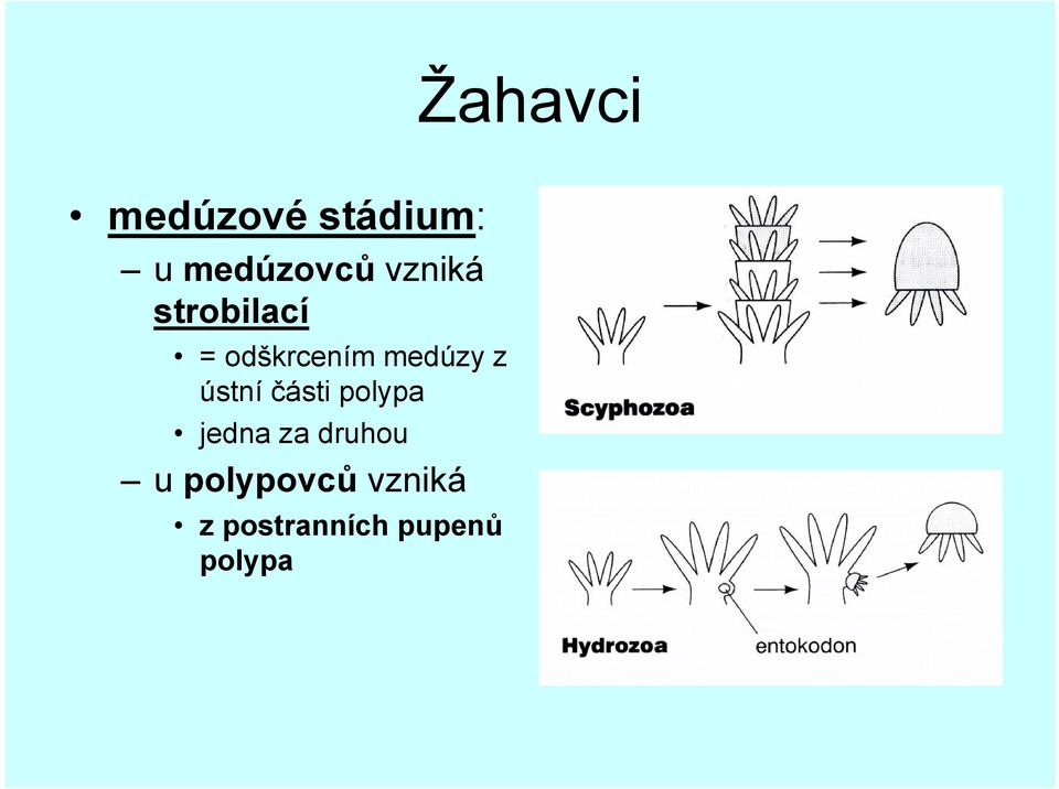 ústní části polypa jedna za druhou u