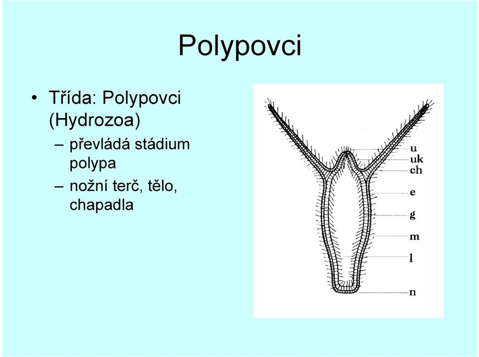 převládá stádium