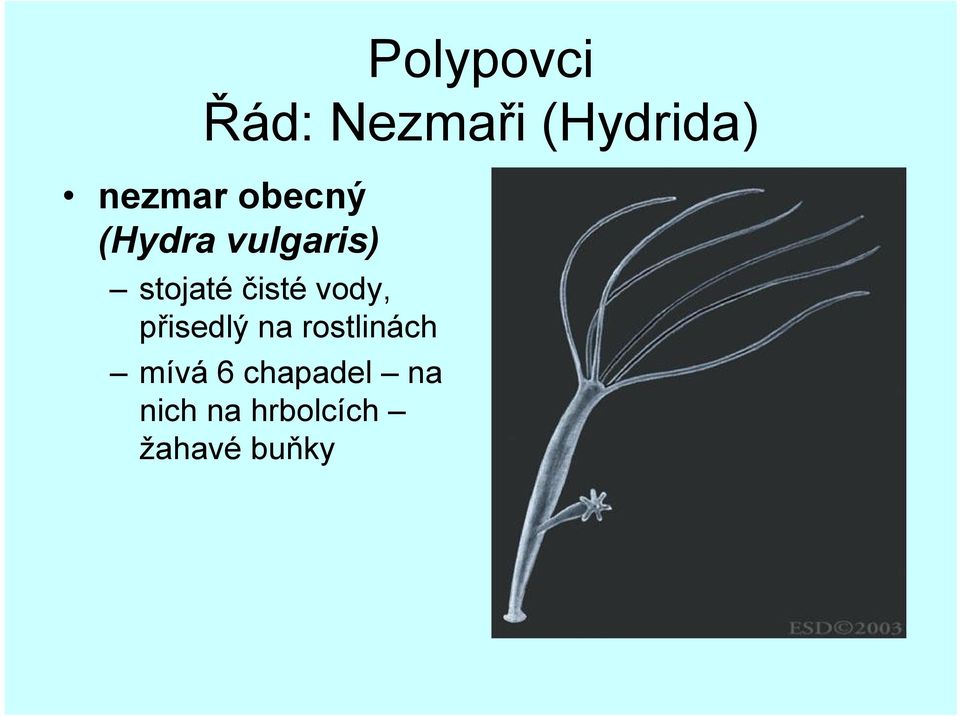 čisté vody, přisedlý na rostlinách