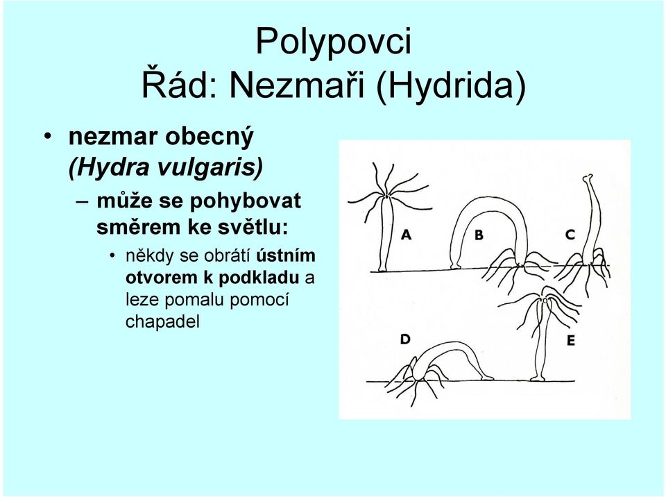 směrem ke světlu: někdy se obrátí ústním
