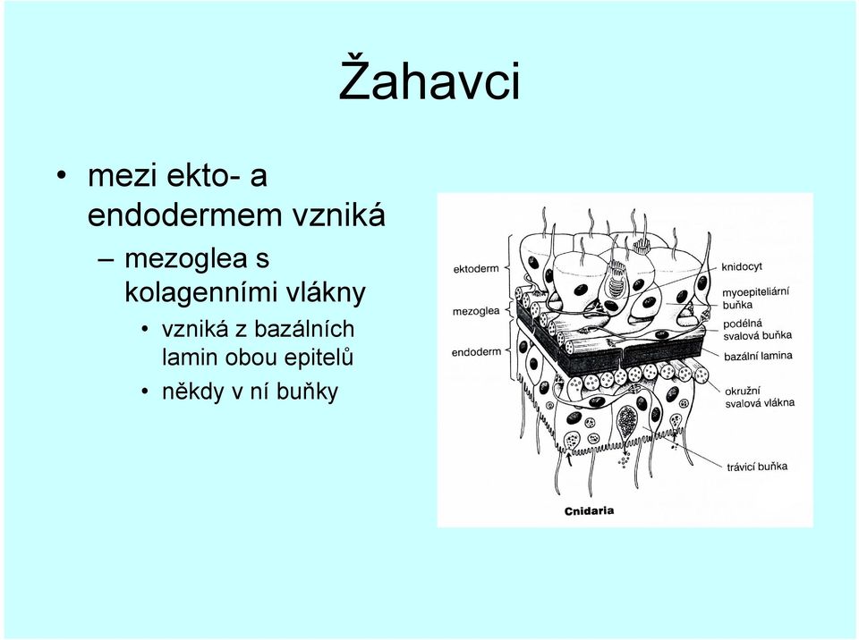 kolagenními vlákny vzniká z