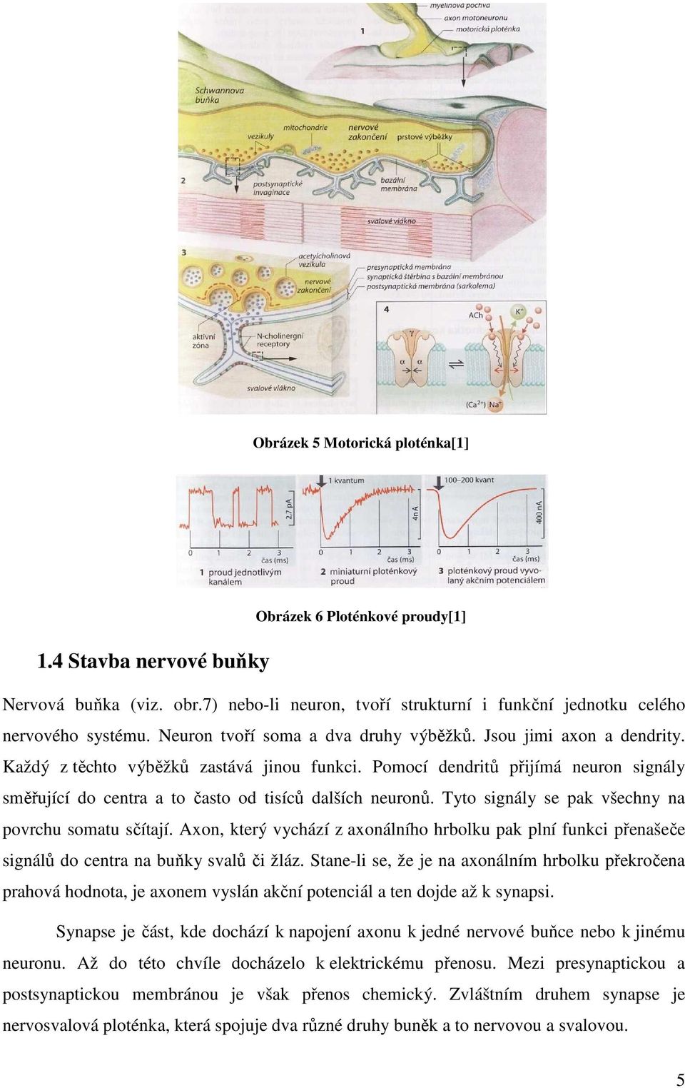 Pomocí dendritů přijímá neuron signály směřující do centra a to často od tisíců dalších neuronů. Tyto signály se pak všechny na povrchu somatu sčítají.