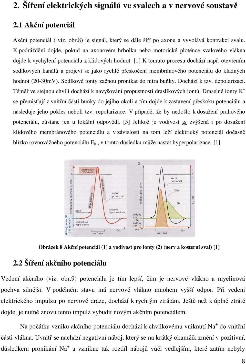 otevřením sodíkových kanálů a projeví se jako rychlé přeskočení membránového potenciálu do kladných hodnot (20-30mV). Sodíkové ionty začnou pronikat do nitra buňky. Dochází k tzv. depolarizaci.
