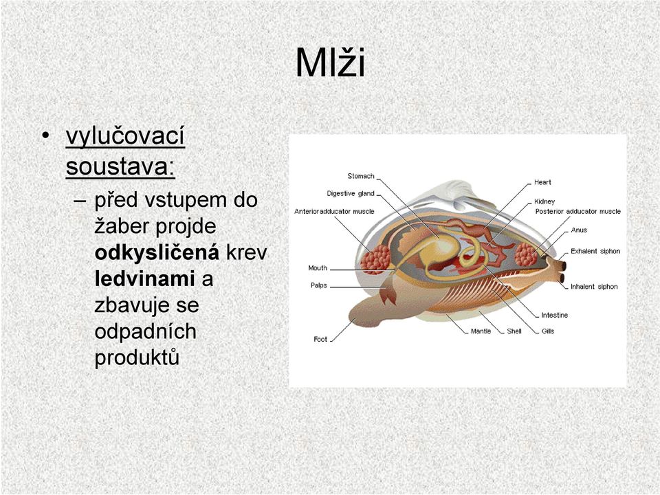 odkysličená krev ledvinami a