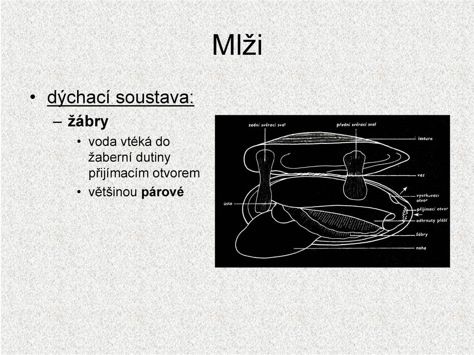 žaberní dutiny