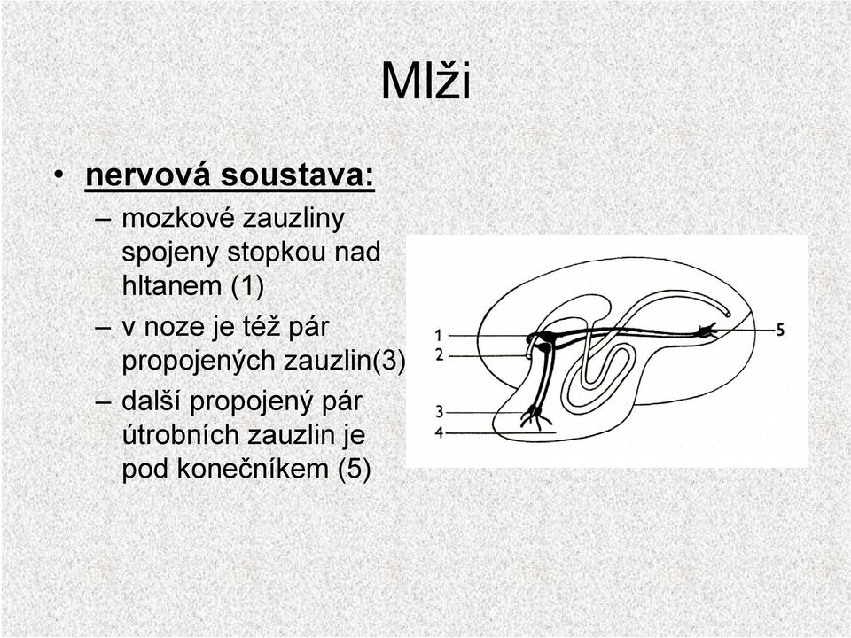 též pár propojených zauzlin(3) další