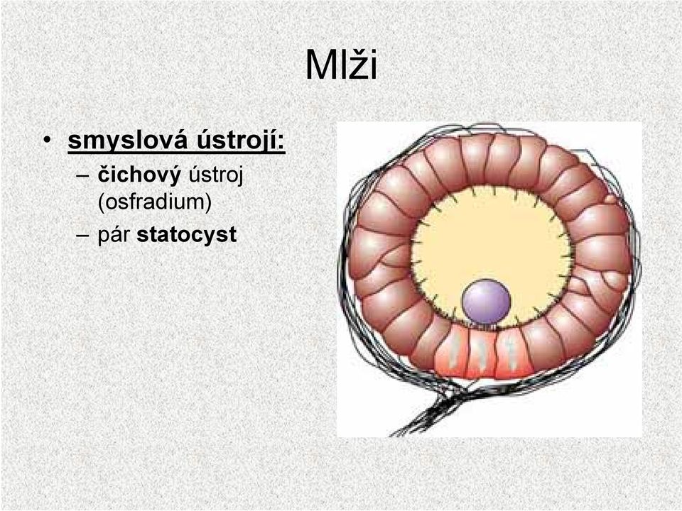 čichový ústroj