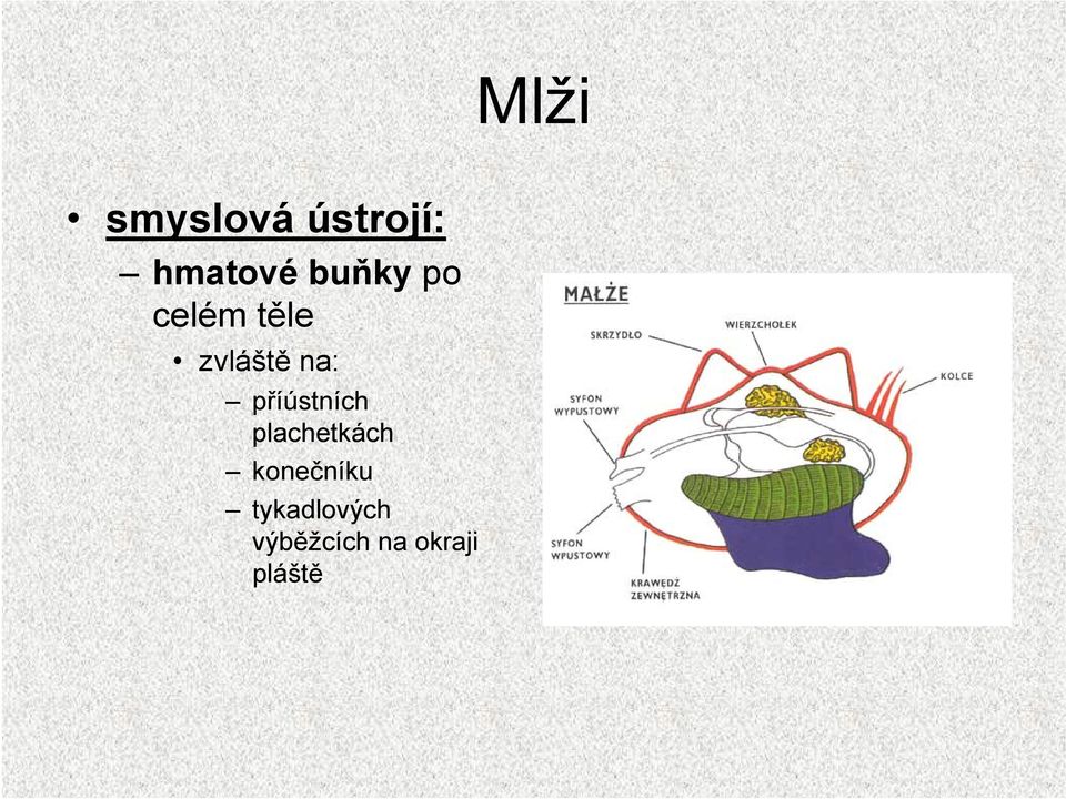 příústních plachetkách konečníku