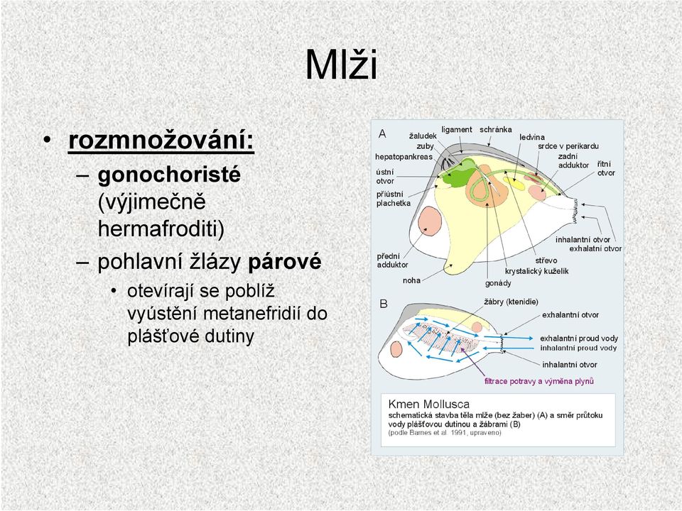 žlázy párové otevírají se poblíž