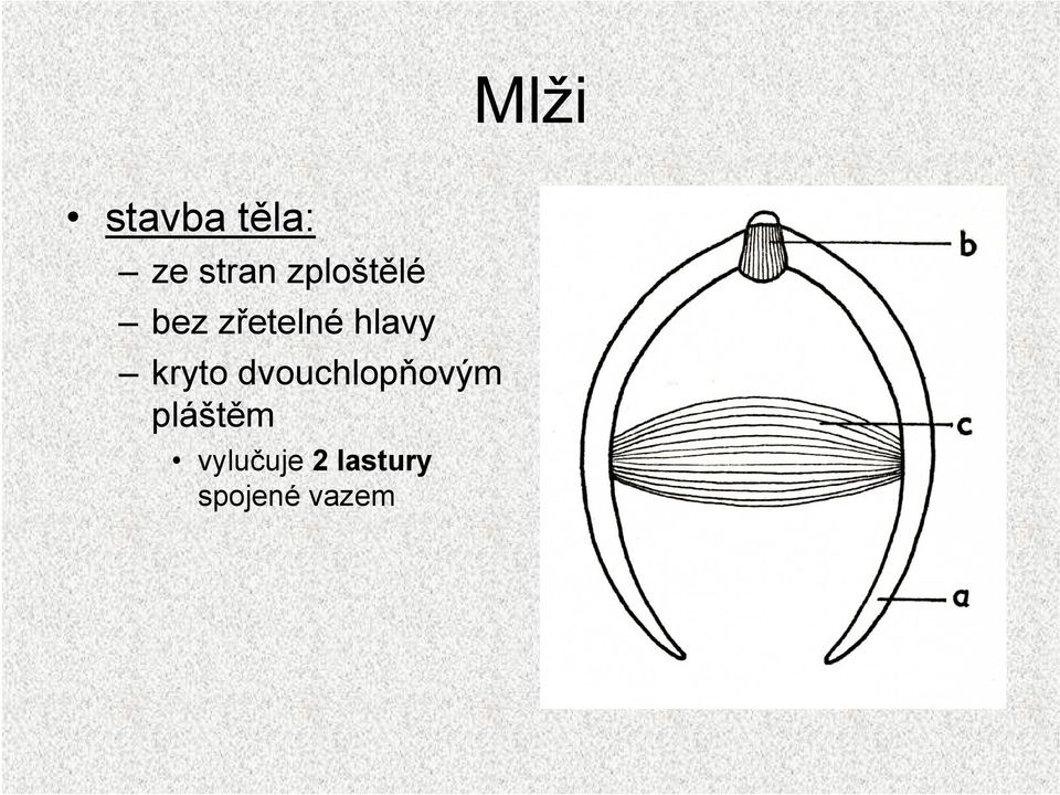 kryto dvouchlopňovým pláštěm