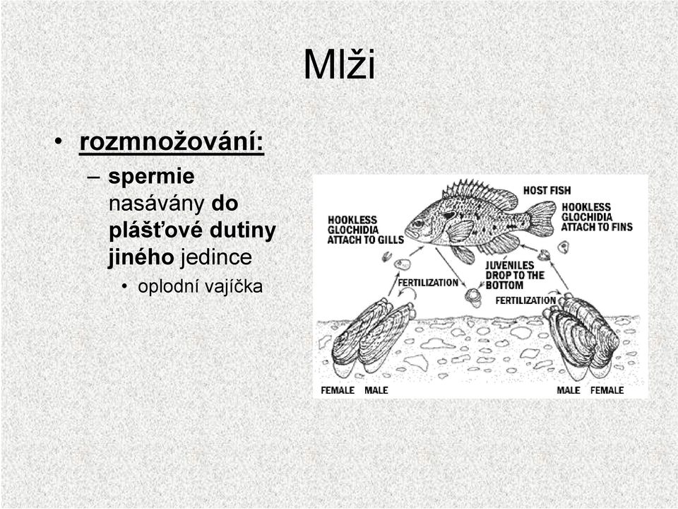 plášťové dutiny