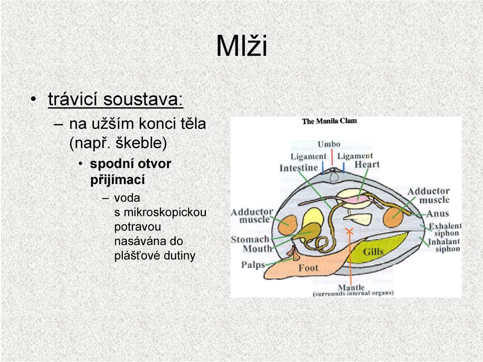 škeble) spodní otvor přijímací