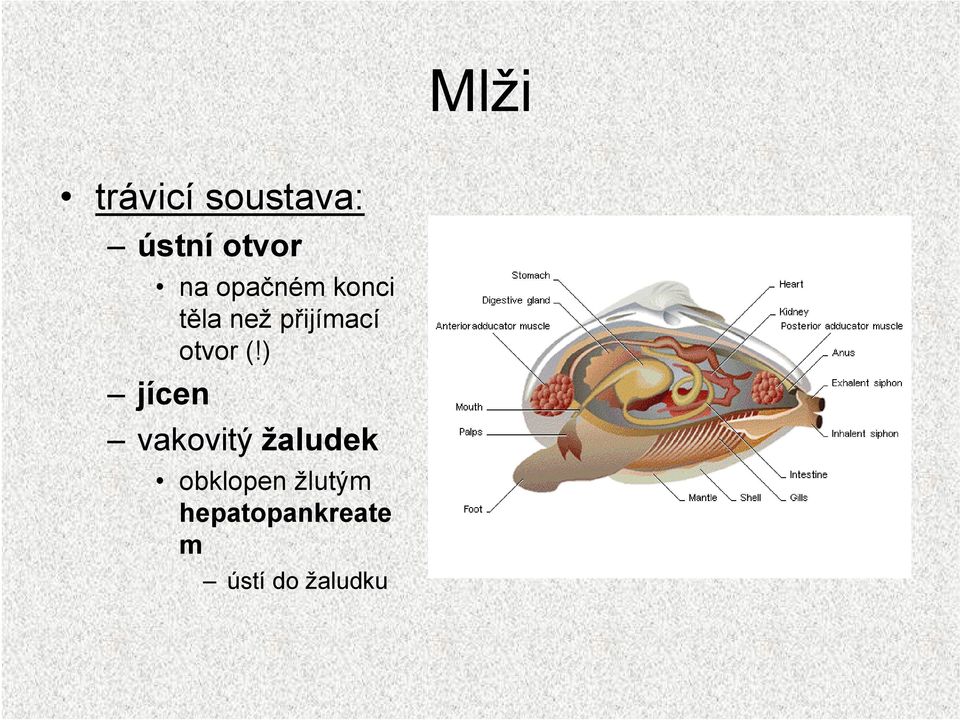 (!) jícen vakovitý žaludek obklopen