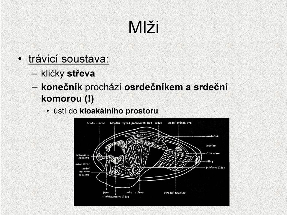 osrdečníkem a srdeční komorou